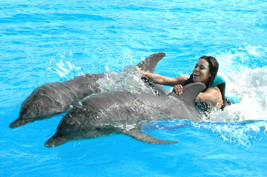 dolphin-swim-1